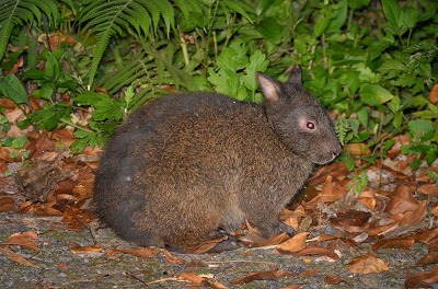 あまみのやまちゃん アマミノクロウサギ