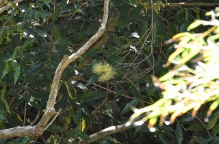 ホウトウの花