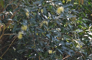 ホウトウの花