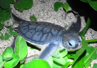 アオウミガメ孵化