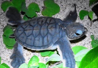 アオウミガメ孵化