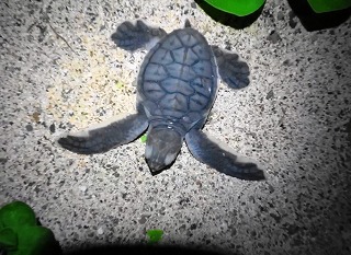 アオウミガメ孵化