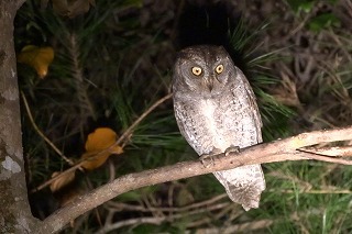 リュウキュウコノハズク