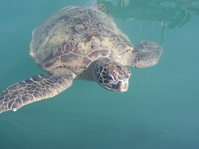 アオウミガメ