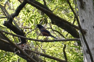 野鳥観察小屋とルリカケス