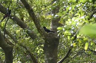 野鳥観察小屋とルリカケス