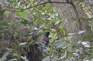 野鳥観察小屋とルリカケス