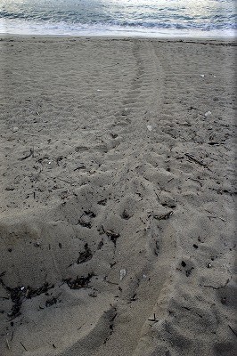 この時期としては珍しいカメの上陸