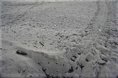 この時期としては珍しいカメの上陸