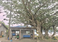 久しぶりの宇検村！奄美大島開運酒造にぶらり