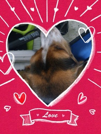 ☆愛犬Lucky☆
