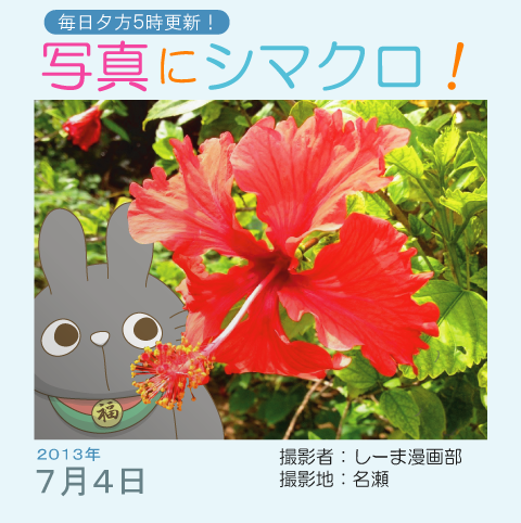 写真にシマクロ！7/4