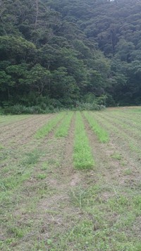 草刈り終了