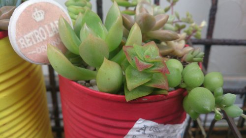 紅葉具合が