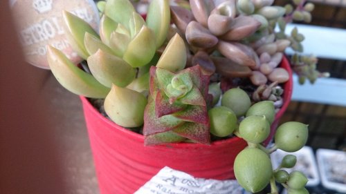 紅葉具合が