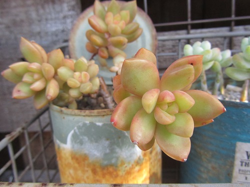 冬の色