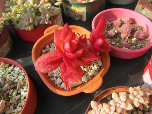 紅葉