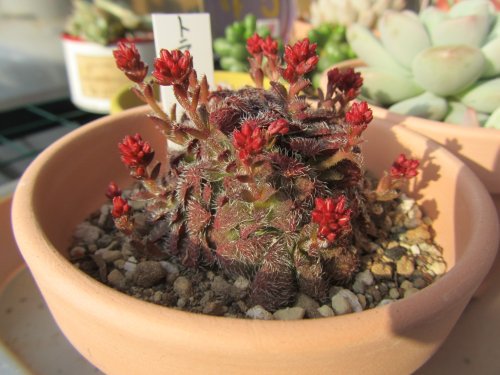 紅葉