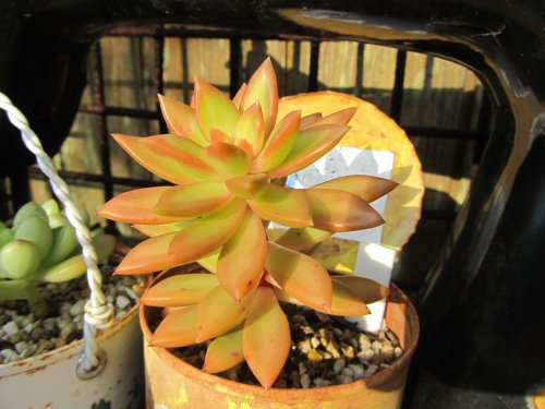 紅葉