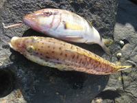 釣り