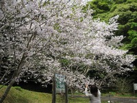 湯湾岳のソメイヨシノ