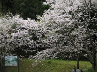 湯湾岳のソメイヨシノ