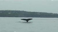 沖永良部島のホエールウォッチング