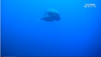 【珍映像】ウミガメの交尾シーン