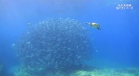 ファン急増中！沖永良部のウミガメ