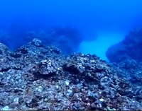 徳之島のウミガメくん(2012/2/21)