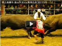 徳之島闘牛 基山大宝v.s.琉球白虎 2011/1/3