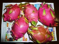 大好物