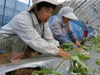 トマト植え付けました！！