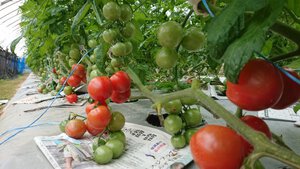 トマト栽培　開始です‼