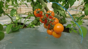 トマト栽培　開始です‼