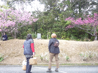 お花見