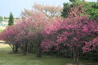 桜ウォーキングで筋肉痛…