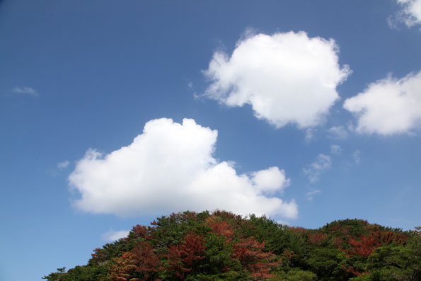 セミの羽化