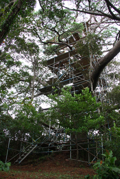 有盛神社の大松害虫駆除
