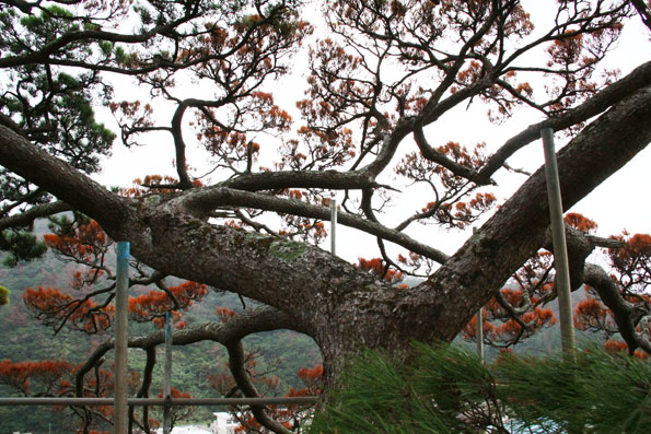 有盛神社の大松害虫駆除