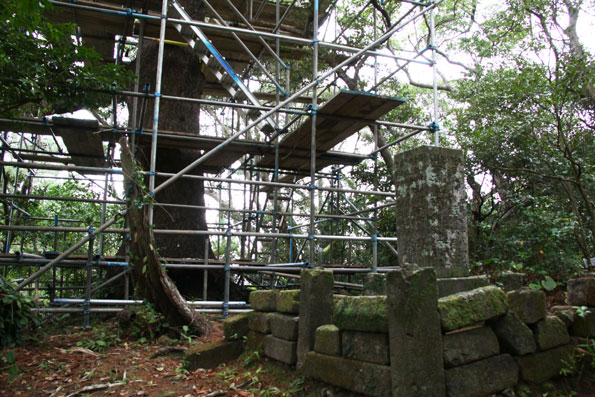 有盛神社の大松害虫駆除