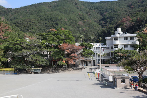 朝日小学校の松の木