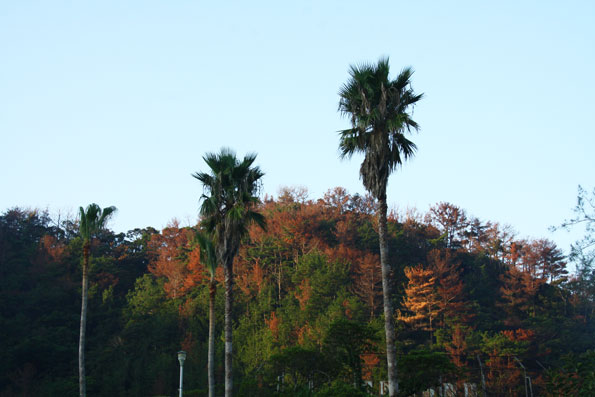 朝の光景