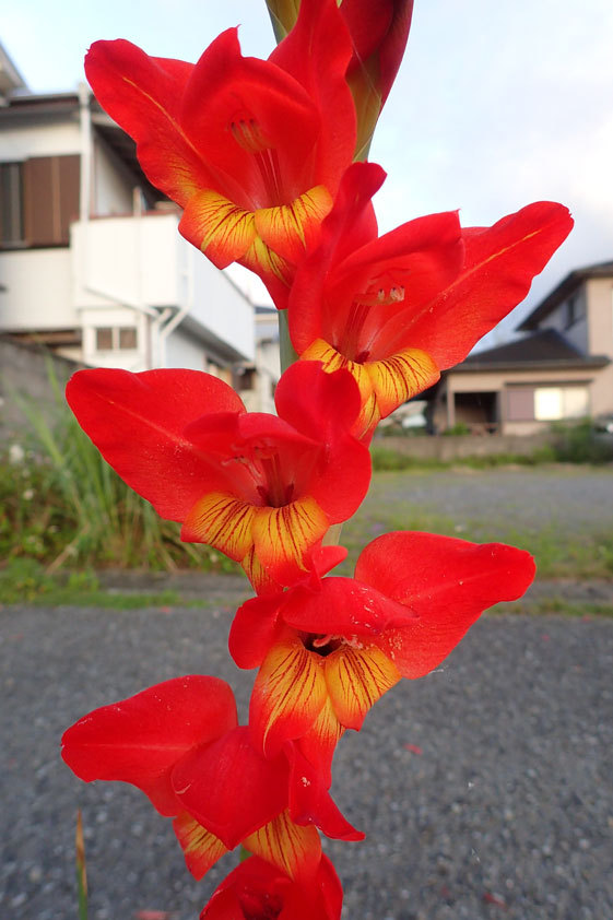 グラジオラス