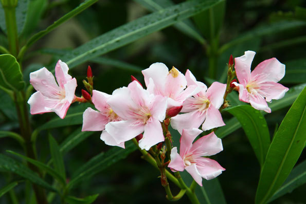 花の撮影