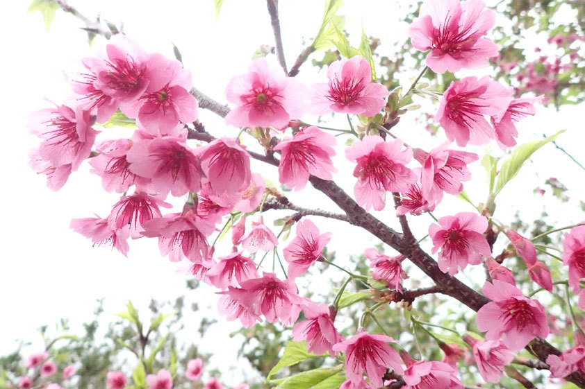 春が来た！