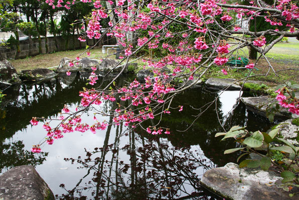 池と桜