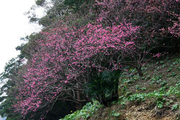 奄美和光園の山裾桜