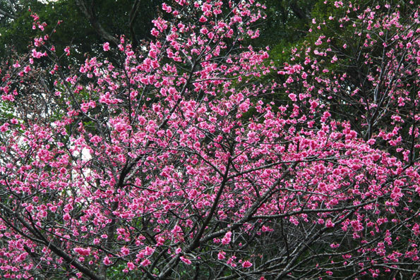 奄美和光園の山裾桜