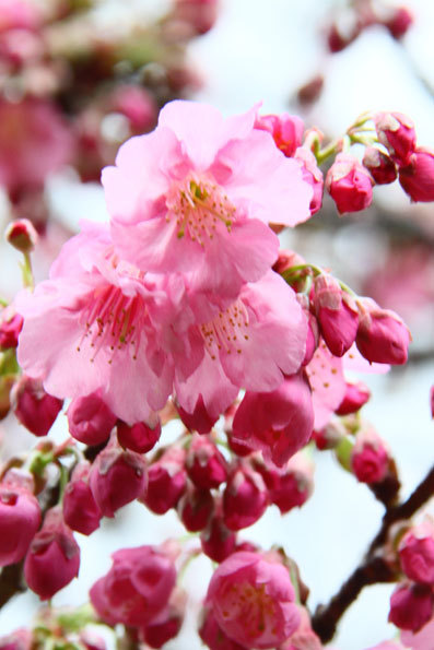 奄美和光園の山裾桜